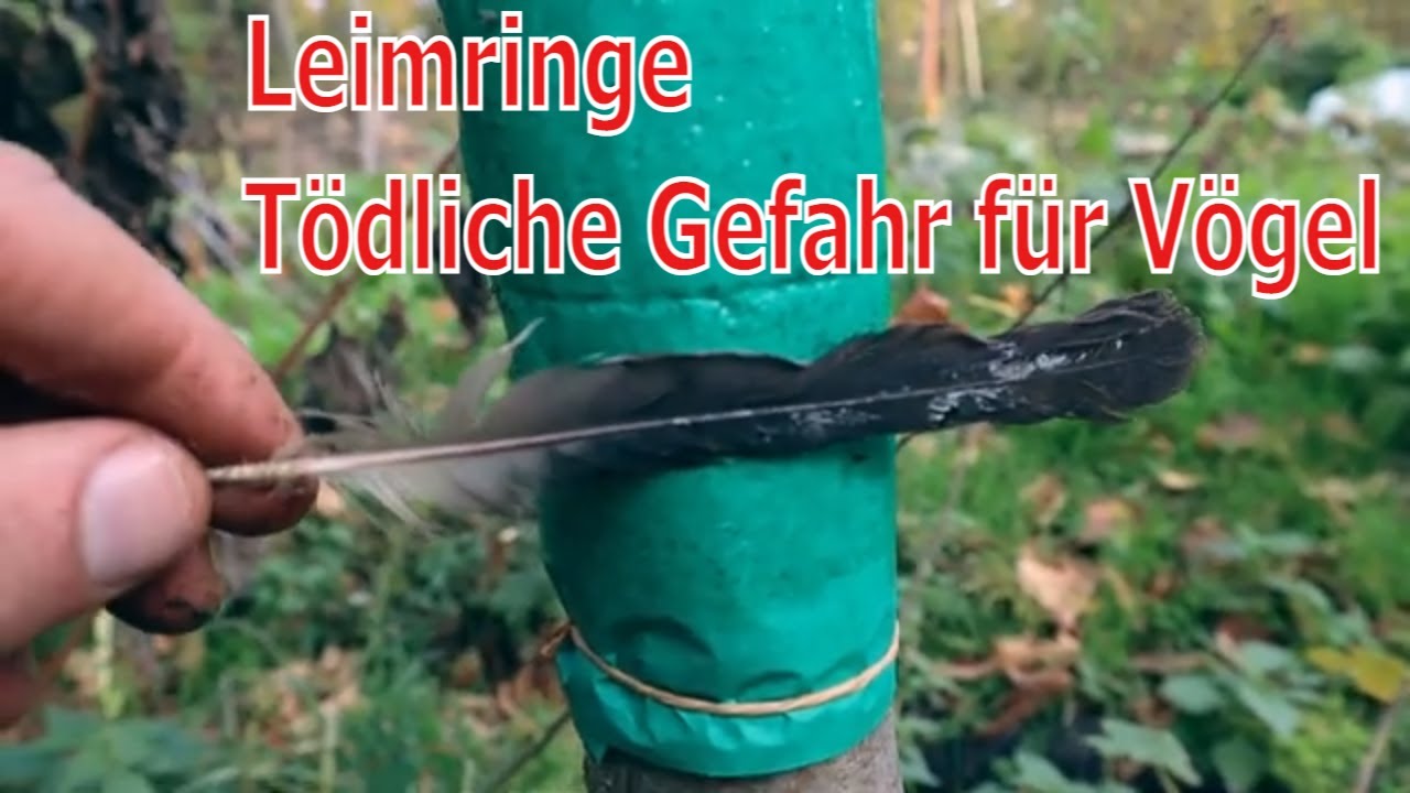 Leimringe gegen Frostspanner: Tödliche Gefahr für Vögel & Fledermäuse? 🦇🦉