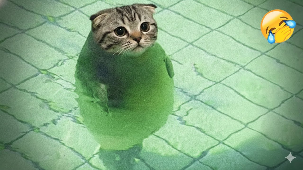 Try Not To Laugh😸Funniest Cats and Dogs Clips 2026🐈‍⬛🦮