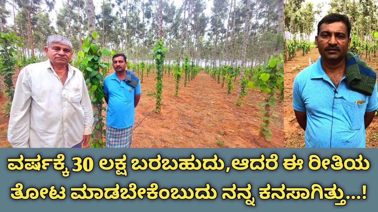 ಸಿಲ್ವರ್ ಮತ್ತು ಕಾಳು ಮೆಣಸಿನ ತೋಟ ಹುಟ್ಟಿದ ಬಗೆ ಹೇಗೆ ಎಂದು ಸುಬ್ಬೆಗೌಡರ ಪುತ್ರ ಸುರೇಶ್ ರವರು ವಿವರಿಸುತ್ತಾರೆ...!
