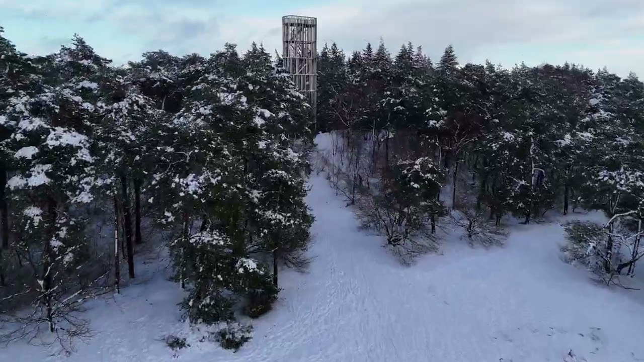 Herperduin  - Snow in the woods