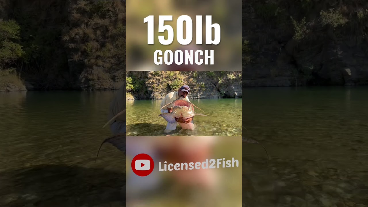 GOONCH catfish river monster #goonch #rivermonster #catfishing #shorts