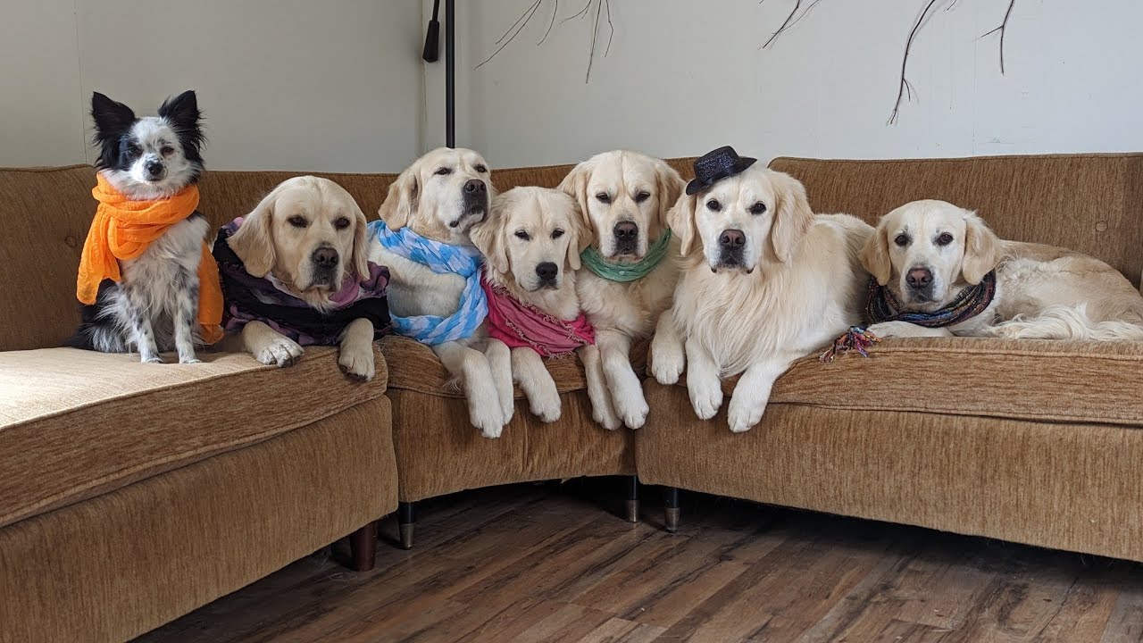 How I feed my 6 golden retriever's a raw diet