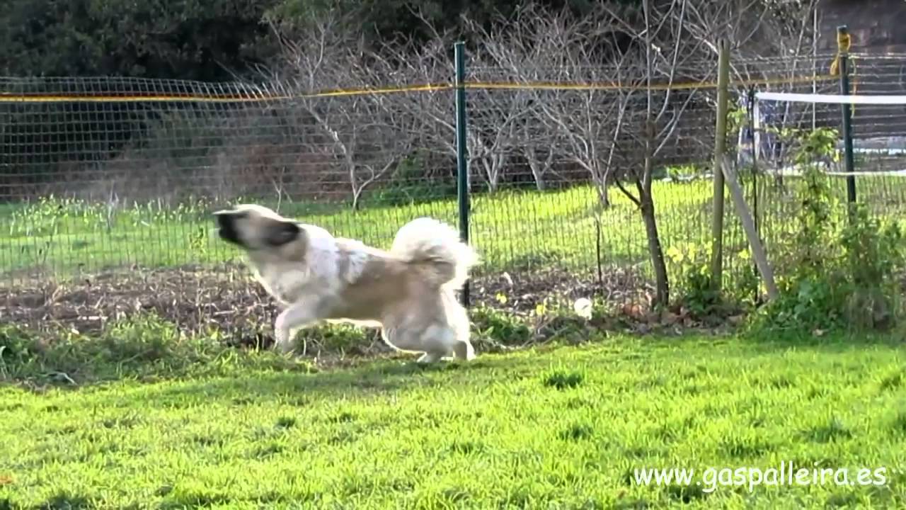 Yo Mastín del Pirineo ¿Y tú? I Pyrenean Mastiff. And you?
