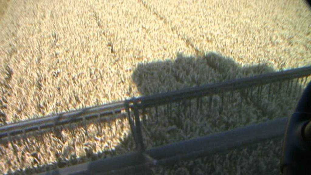 tarwe oogst / wheat harvest
