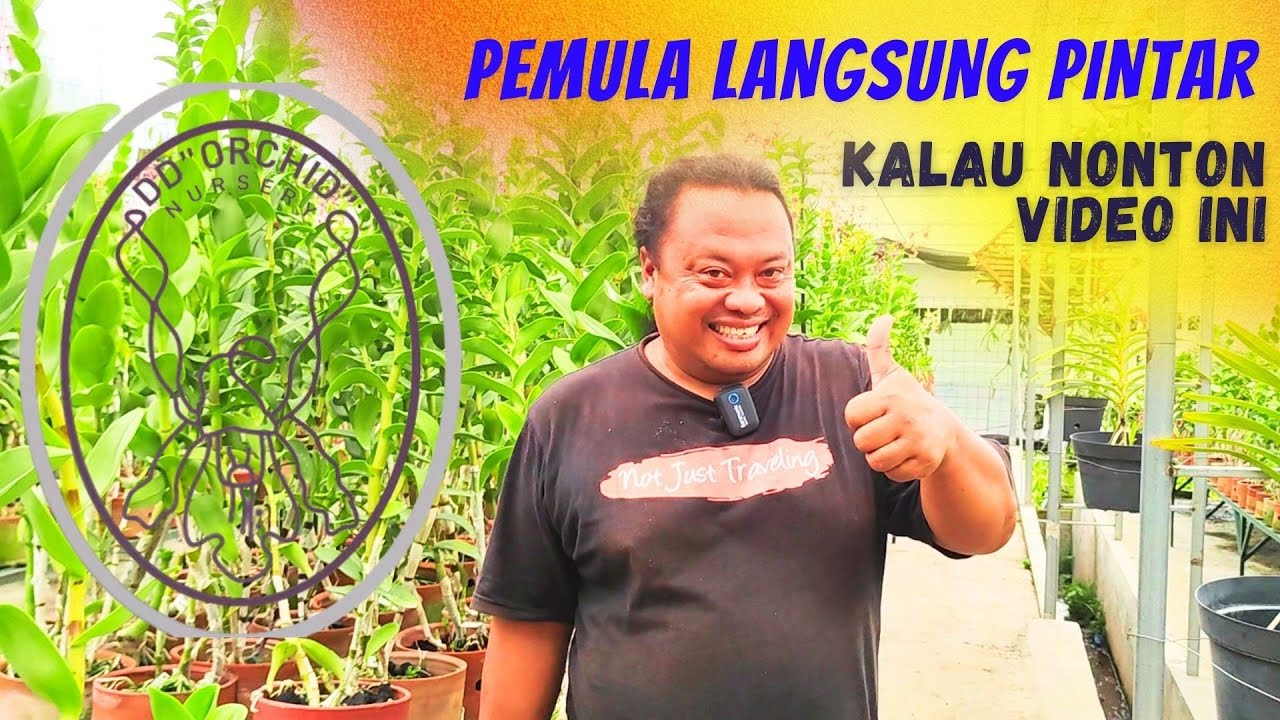 KESALAHAN PECINTA ANGGREK PEMULA - SEGERA LAKUKAN TIPS DARI AHLINYA.
