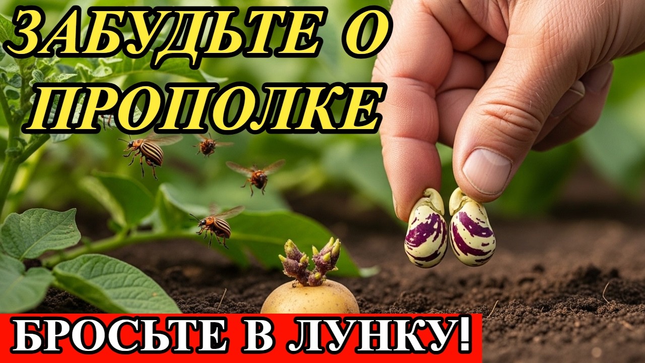 БРОСЬТЕ ЭТО В ЛУНКУ С КАРТОШКОЙ! Колорадский жук исчезнет, а урожай удвоится.
