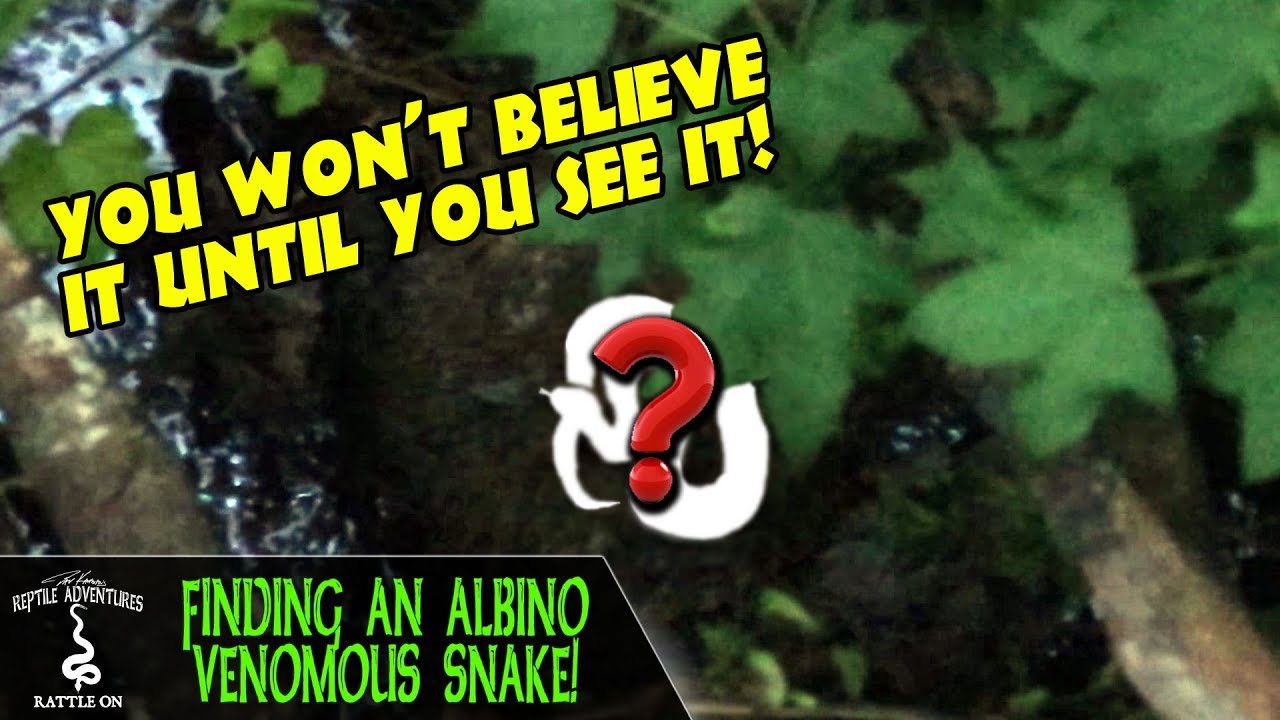 FINDING AN ALBINO VENOMOUS SNAKE!