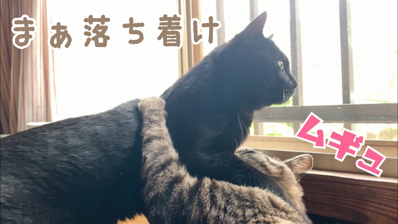 甘えたがりな後輩を適当にあしらう猫 Cool Cat VS. Needy Cat