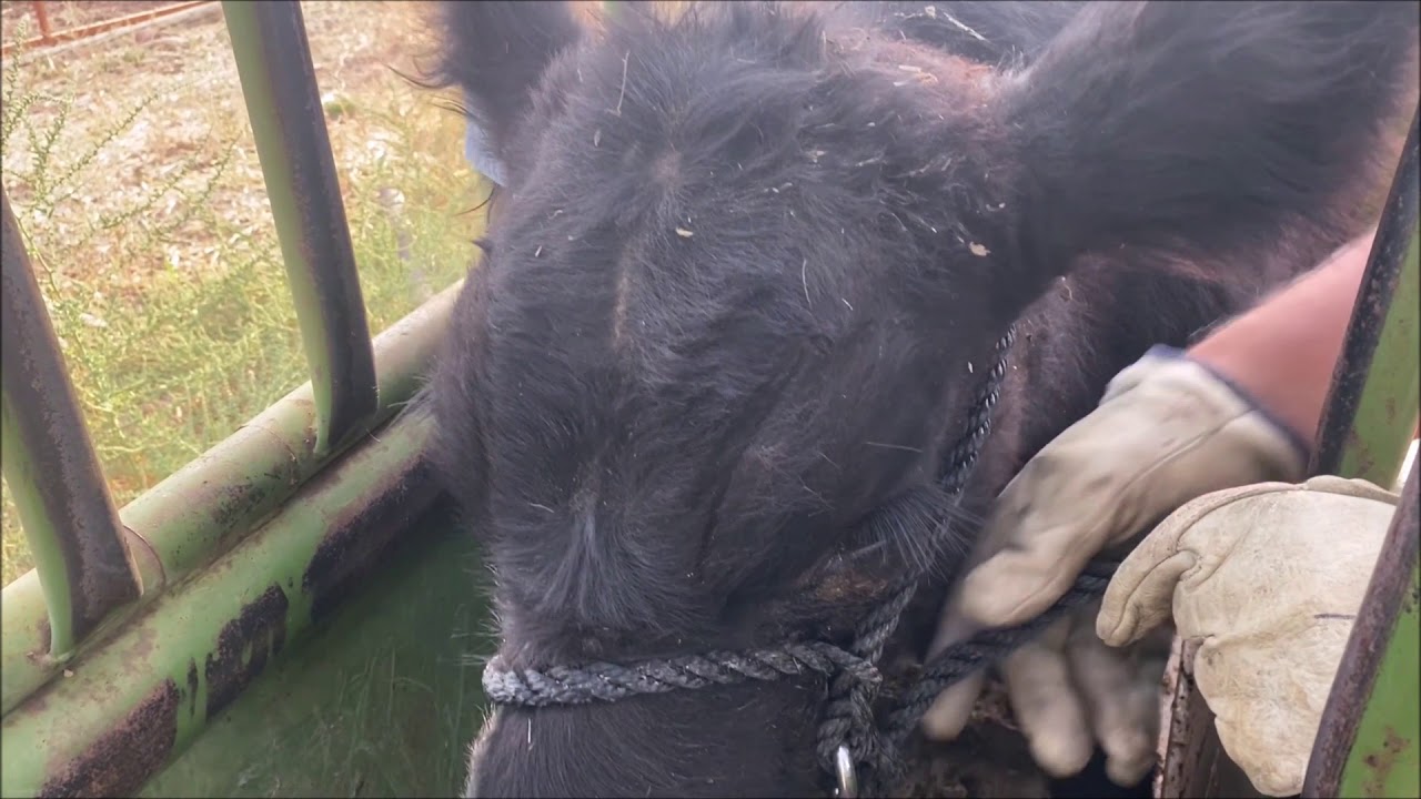 Halter Breaking Cattle CSU Extension-  Morgan Young