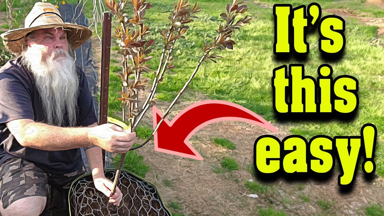 Planting Bare Root PLUM Trees in Containers or In Ground. Step by Step