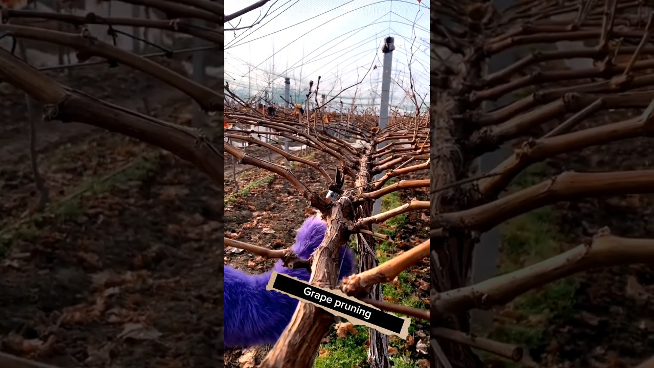 Grape Pruning Techniques #satisfying #shot