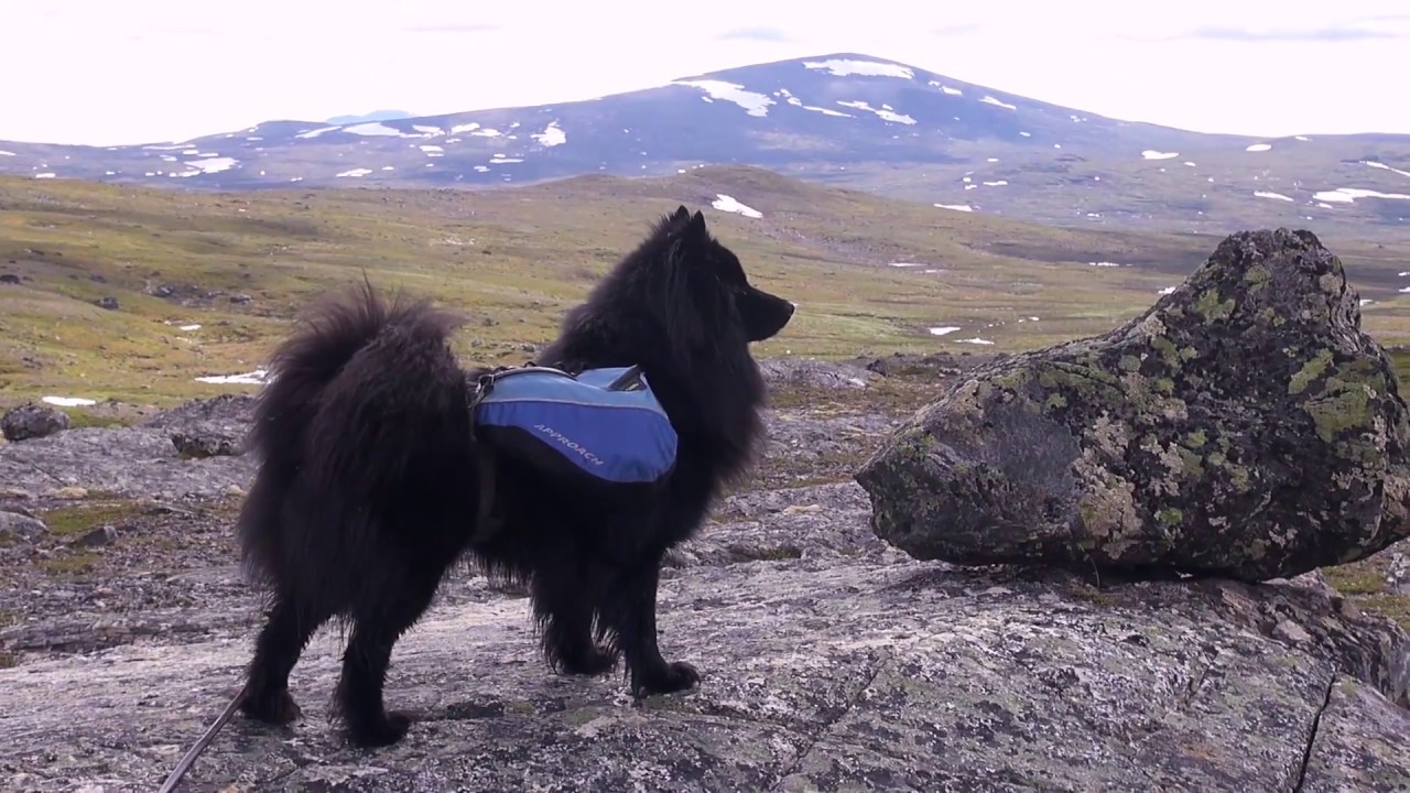 Vilde, en svensk lapphund (Swedish Lapphund) på fjällvandring i Bunnerfjällen, Jämtland