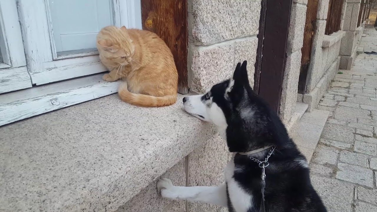 Así REACCIONA mi husky con el gato del vecino... || Max the husky