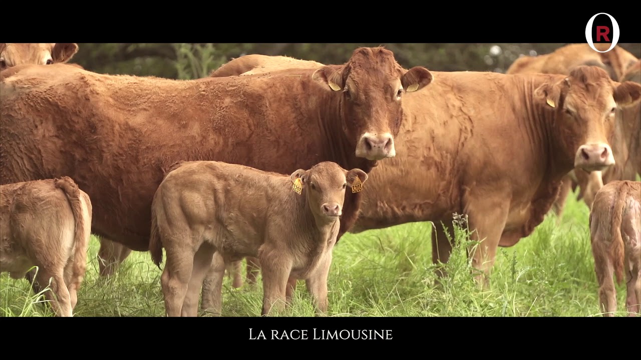 La race Limousine