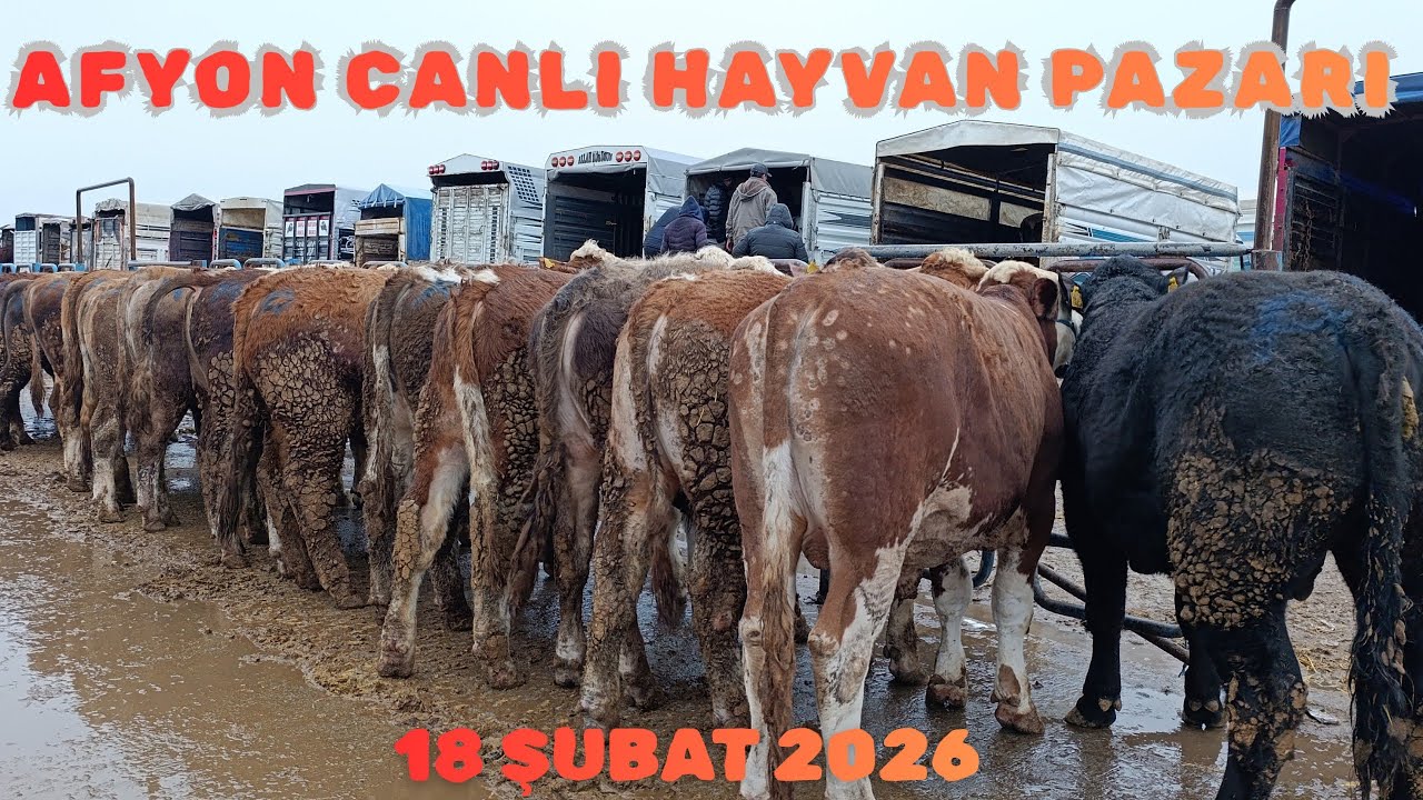 AFYON &Ccedil;AYIRBAĞ CANLI HAYVAN PAZARI 18 ŞUBAT 2026