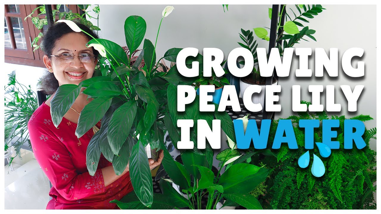 Peace Lily Care and Fertilizing | Growing Peace Lily in Water