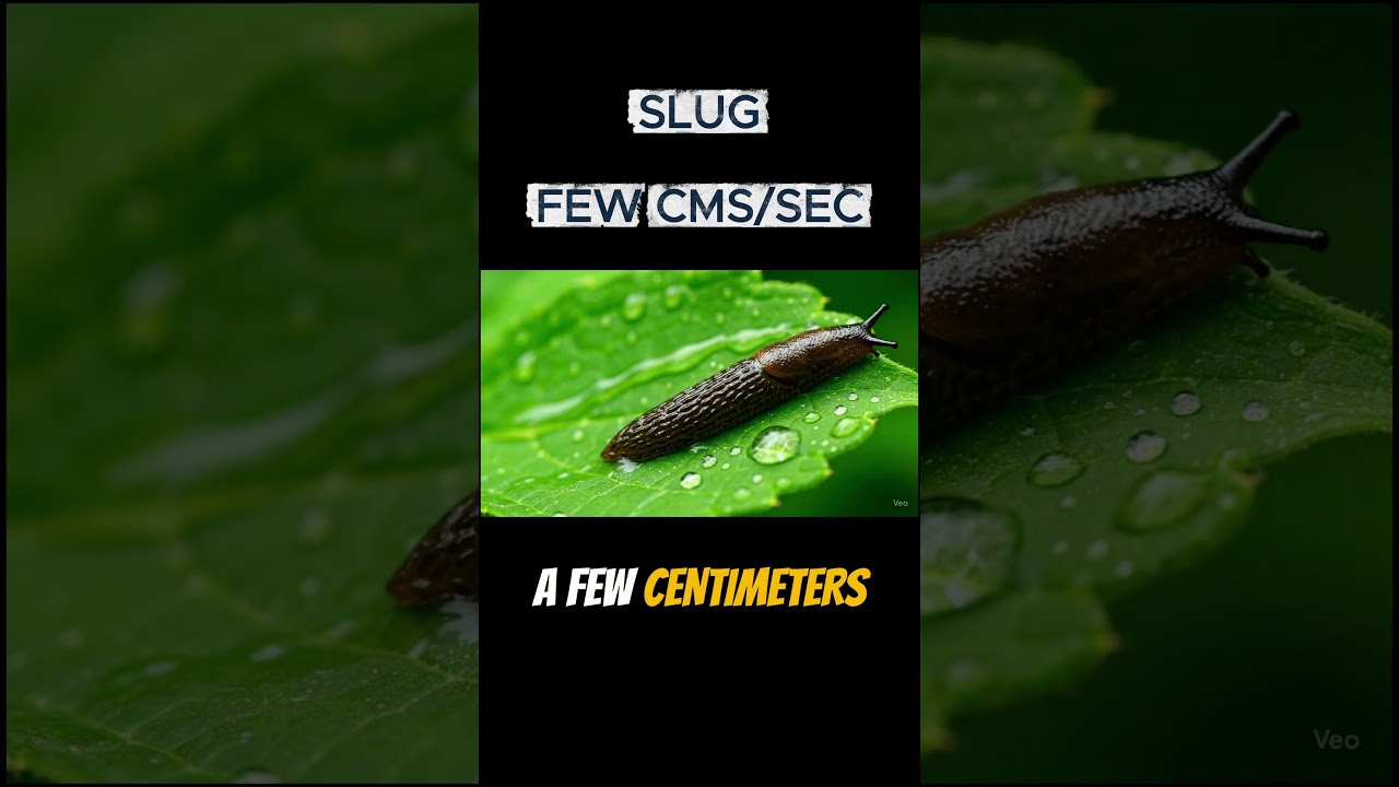 The Slug – Nature’s Slime Trail 🐌 | Animal Facts 