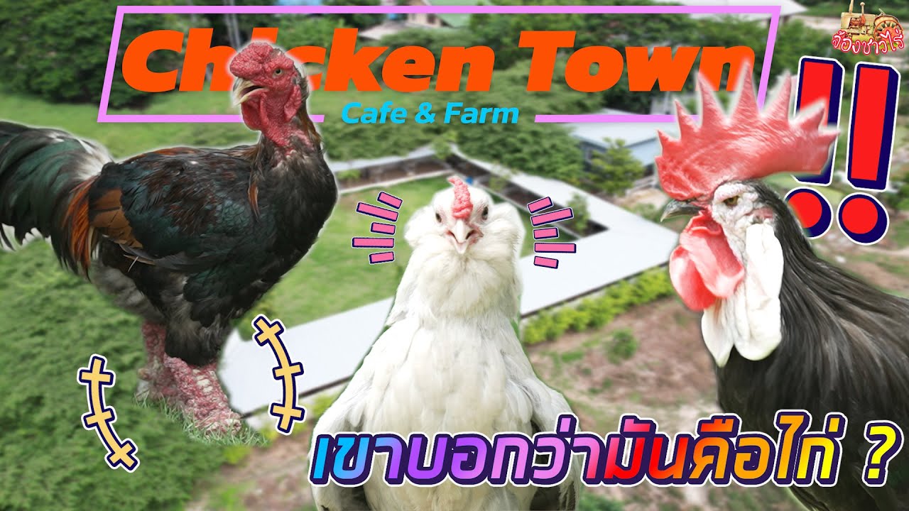 Chicken Town นครสวรรค์ แหล่งรวมไก่สวยงาม ไก่แปลกจากต่างประเทศ