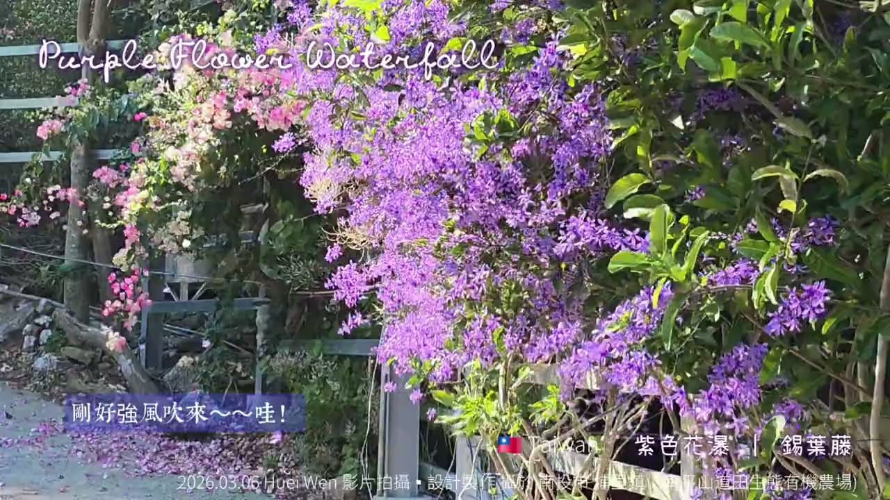 2026年 💜浪漫的紫色花瀑，我為它的美 而來，滿開的錫葉藤，像花瀑般傾斜而下，瞬間被紫色花海給包圍～3月6日攝於台灣南投市埔里鎮（南平山道田生態有機農場）免費景點