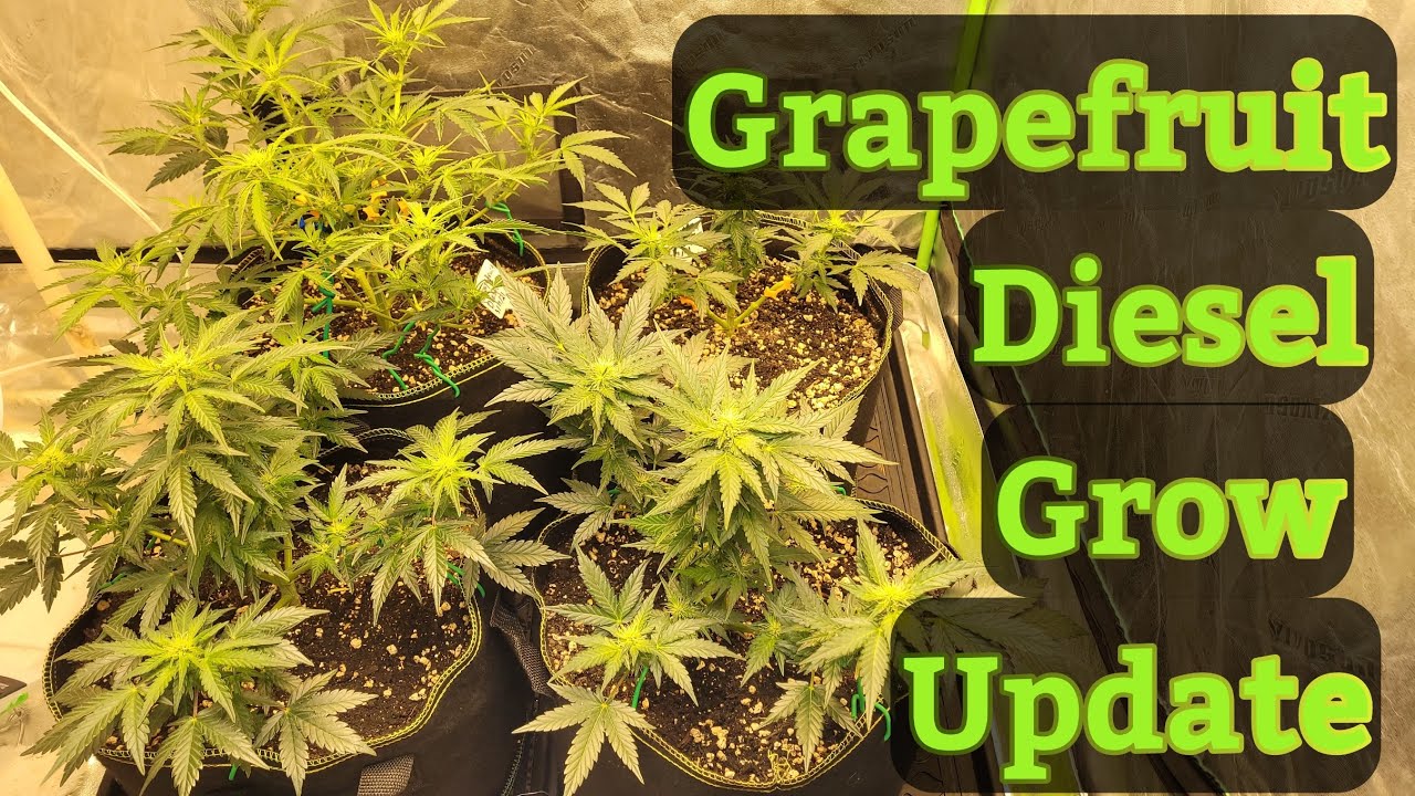 The Friendly Grower - G.F.D Autoflower update #5