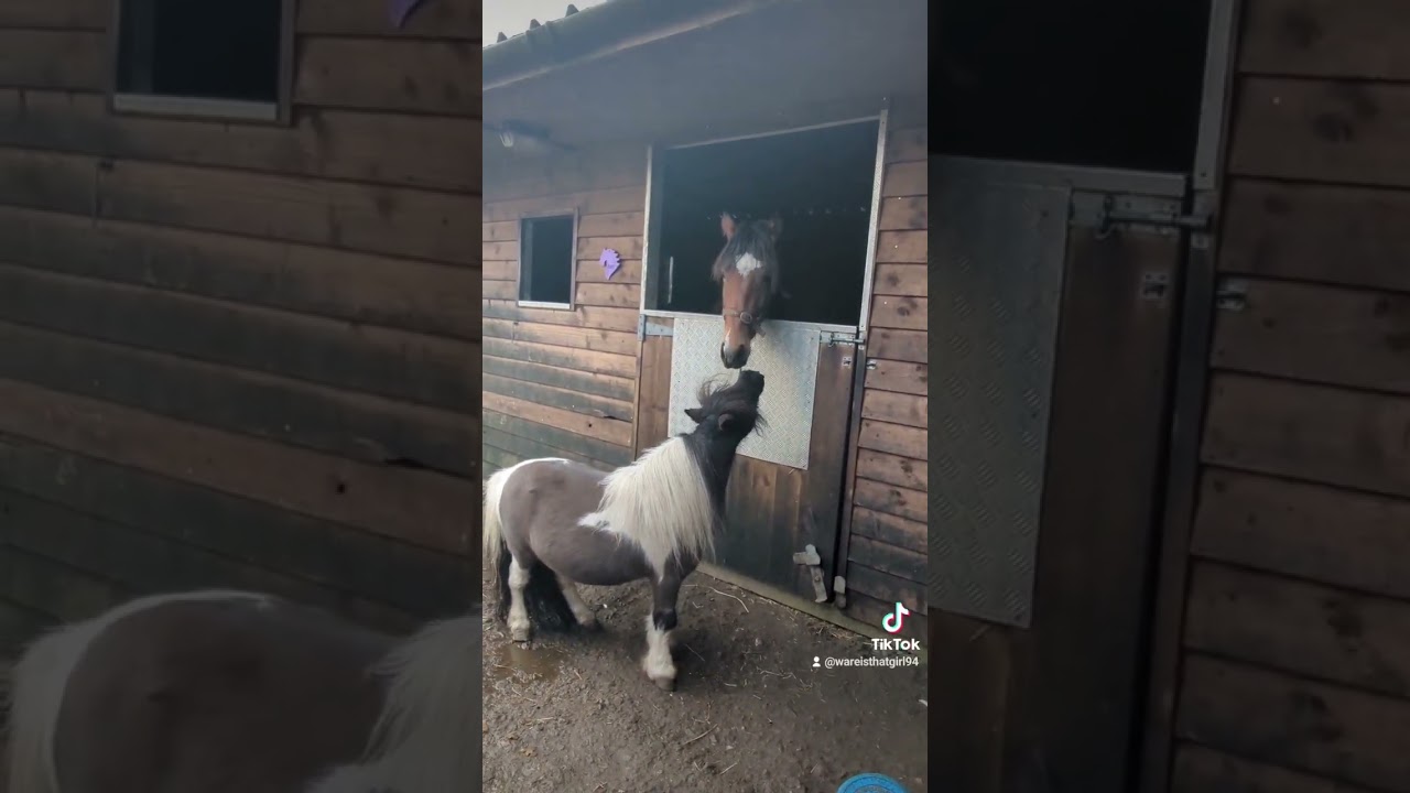 #equestrian