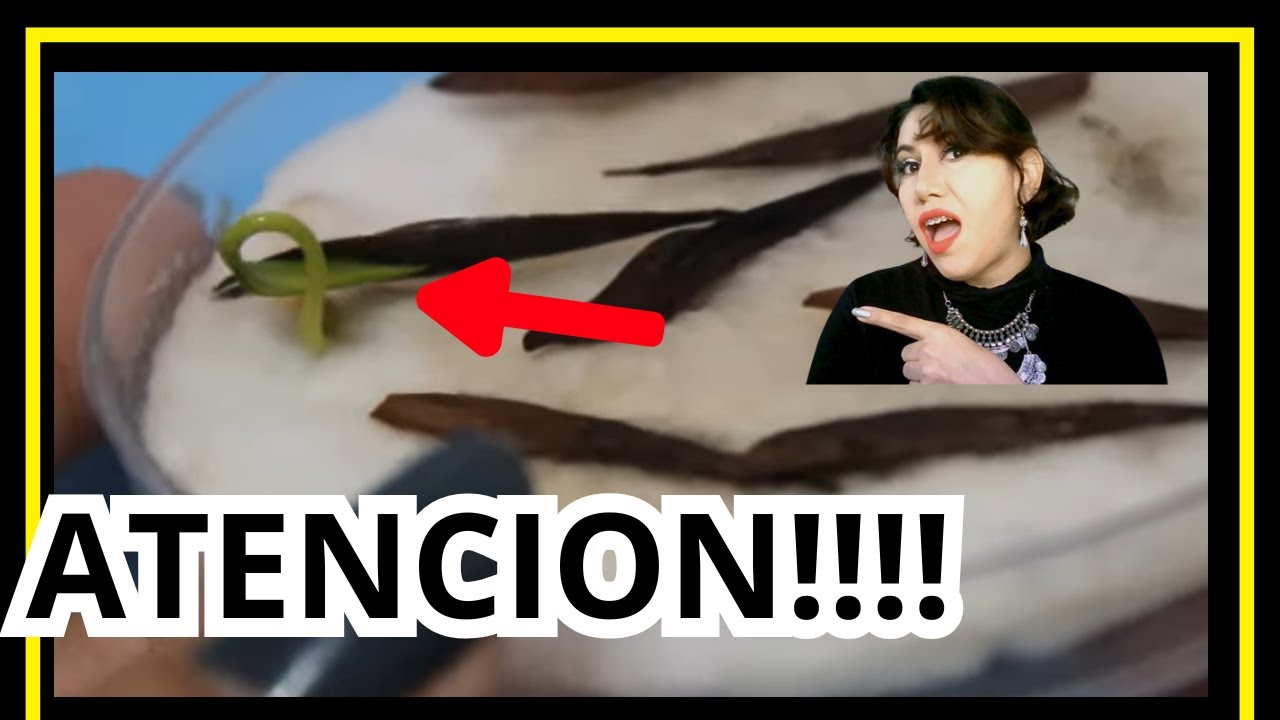 😍 Germinación de Fresno /como se hace (Fraxinus) 🙌 Paso a paso