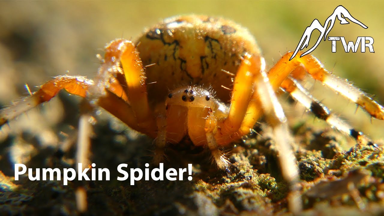 The Pumpkin Spider: North Carolina's Most Beautiful Orb Weaver? (Halloween Special 2021)