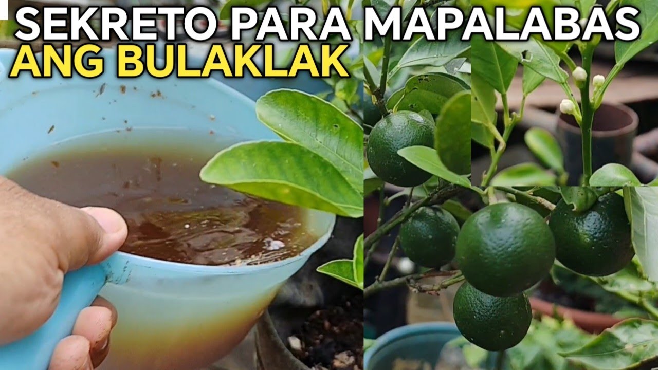Paano Mamulaklak ng MARAMI ang KALAMANSI 