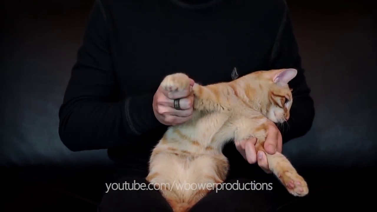 DUBSTEP CAT 2   DOUBLE TROUBLE