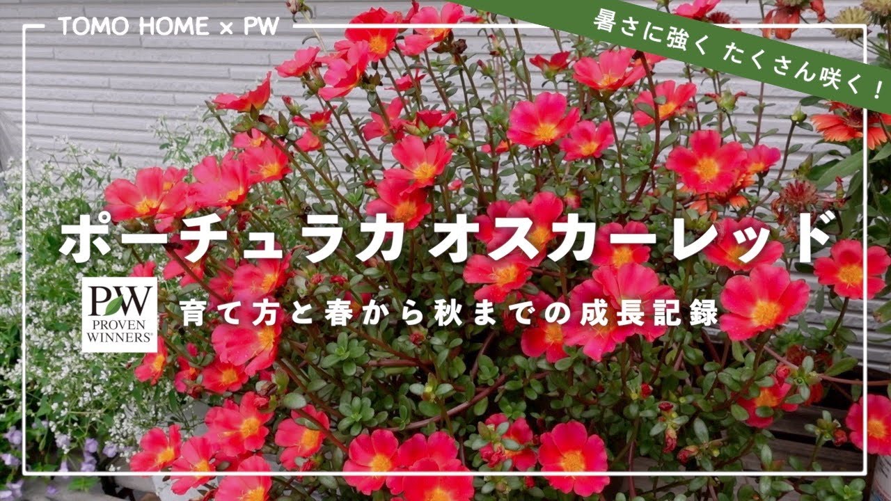 PW ポーチュラカ オスカーレッドの育て方 by ともHOMEさん