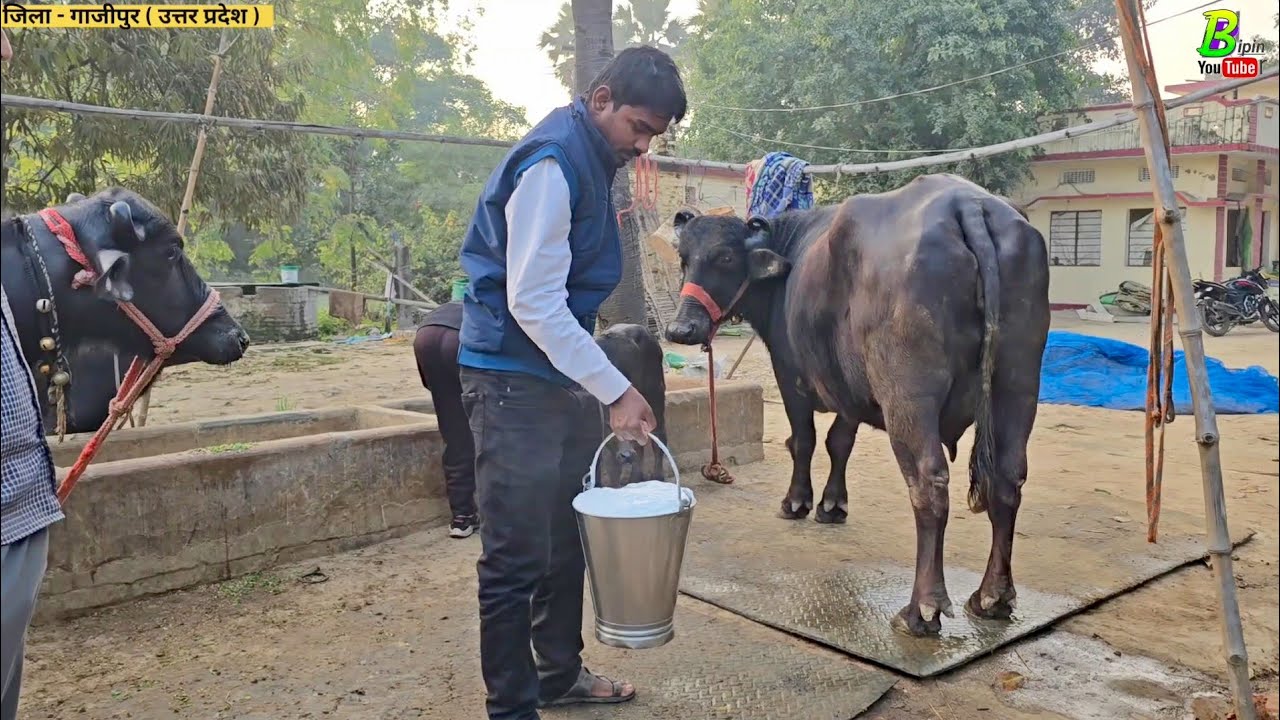 मुर्रा बिकाऊ भैंस का दूध निकाल कर देखा गया दुध 20 लीटर से अधिक | Buffalo for Sale in Uttar Pradesh
