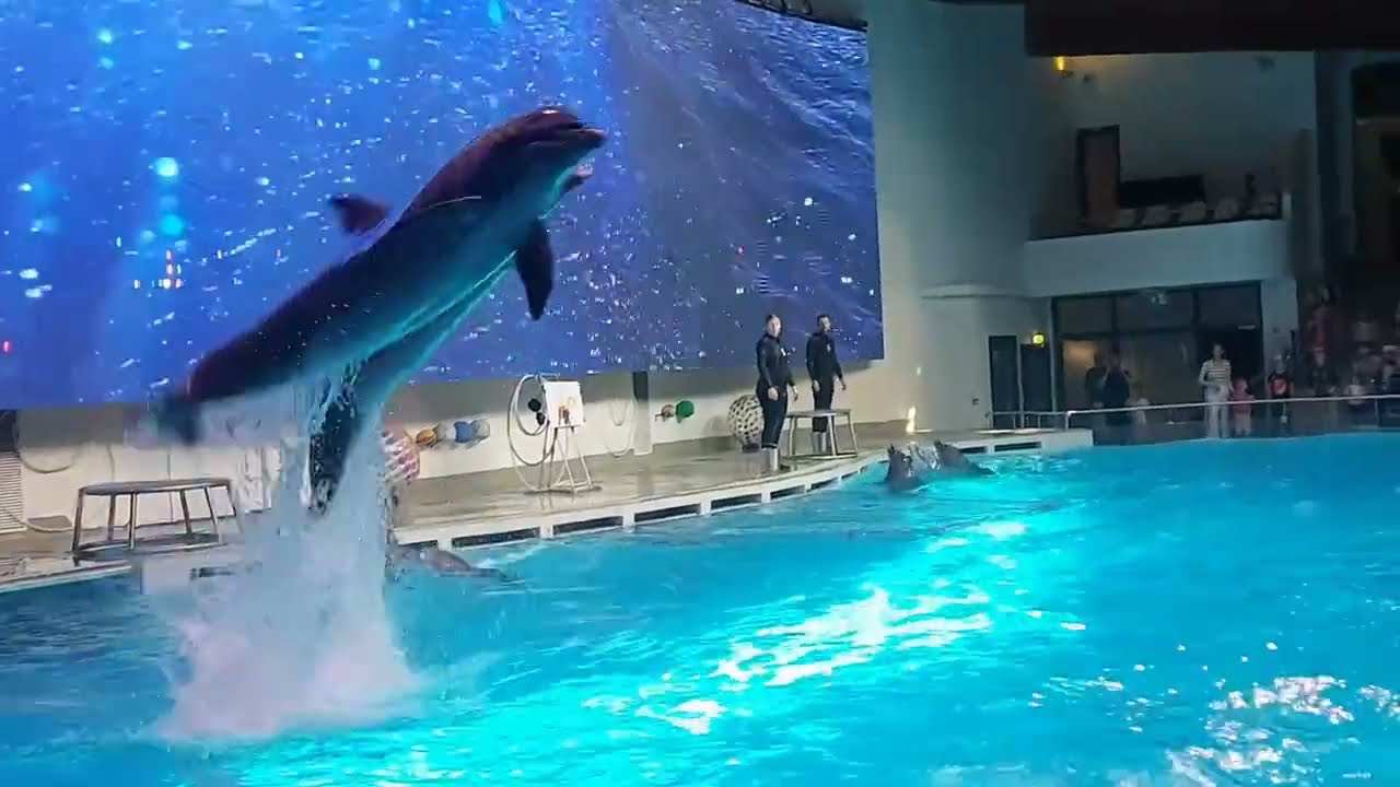 Delfinarium w Klajpedzie. Litwa 🇱🇹