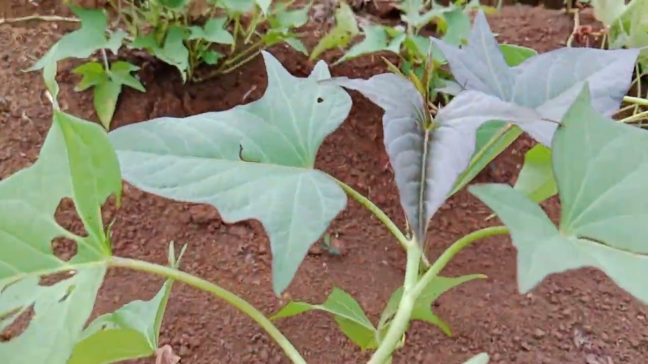 SUPER UMBINYA DILUAR NALAR DI 29 HST