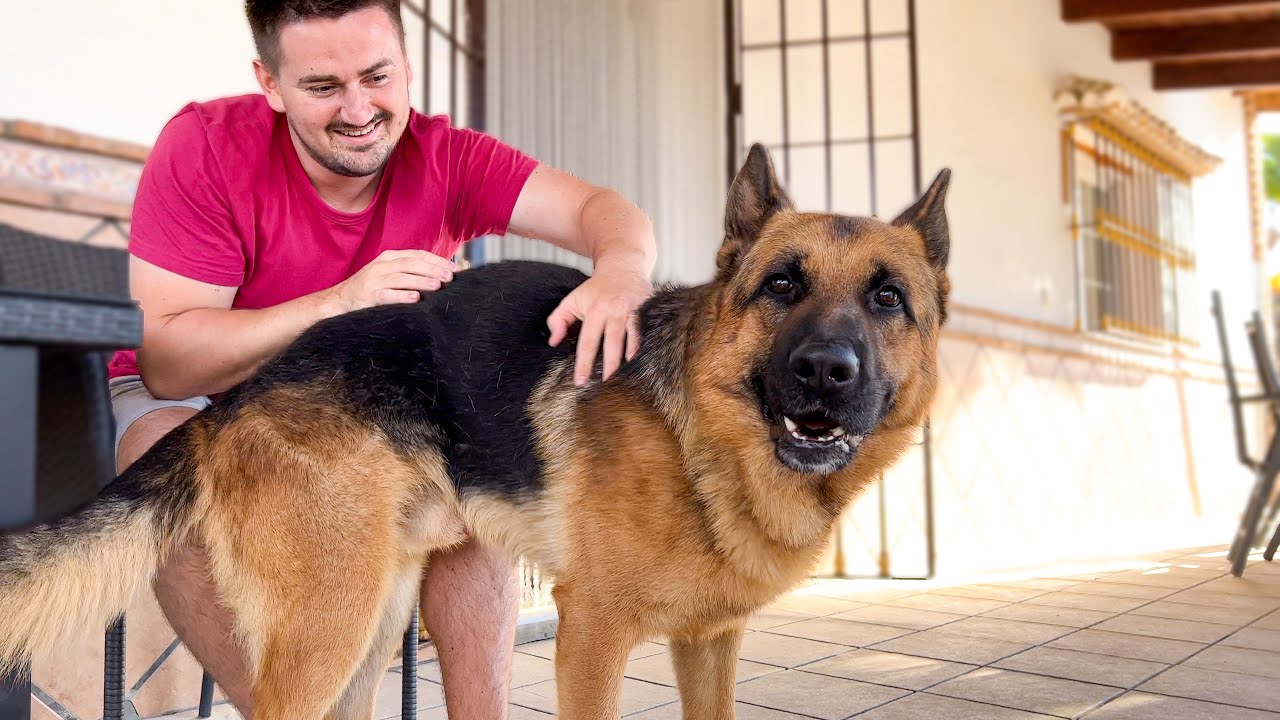 Talking German Shepherd doesn't want owner to leave