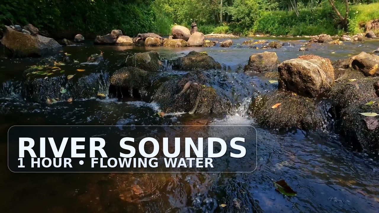1 Hour Forest Stream Ambience | Relaxing Water Sounds (No Talking)