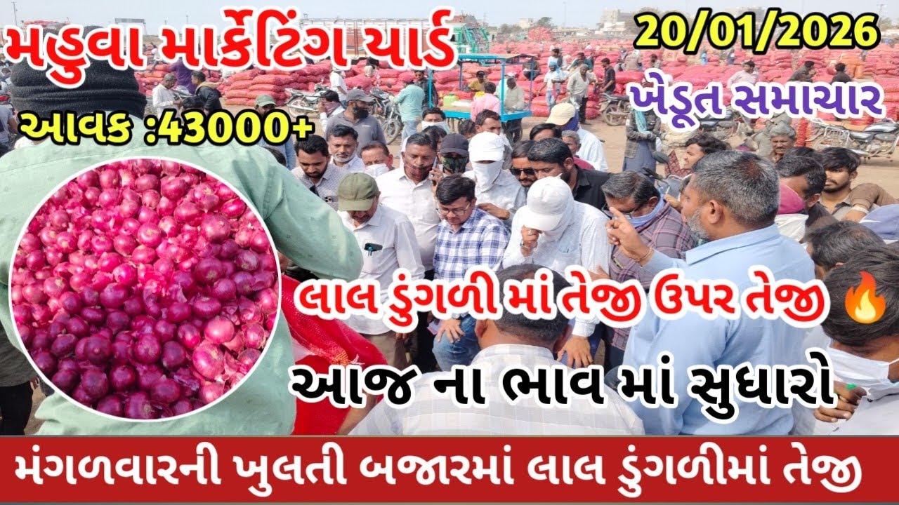 મંગળવારની ખુલતી બજારમાં લાલ ડુંગળીમાં તેજી 🔥 |APMC MAHUVA |red onion market price today 💥 |20/01/26