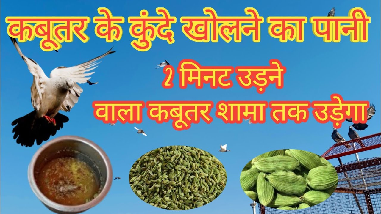 कबूतर के कुंदे खोलने का पानी | Kabootar ke Kunde Kholne ka pani इस पानी से कबूतर की उड़ान डबल हो जएगी