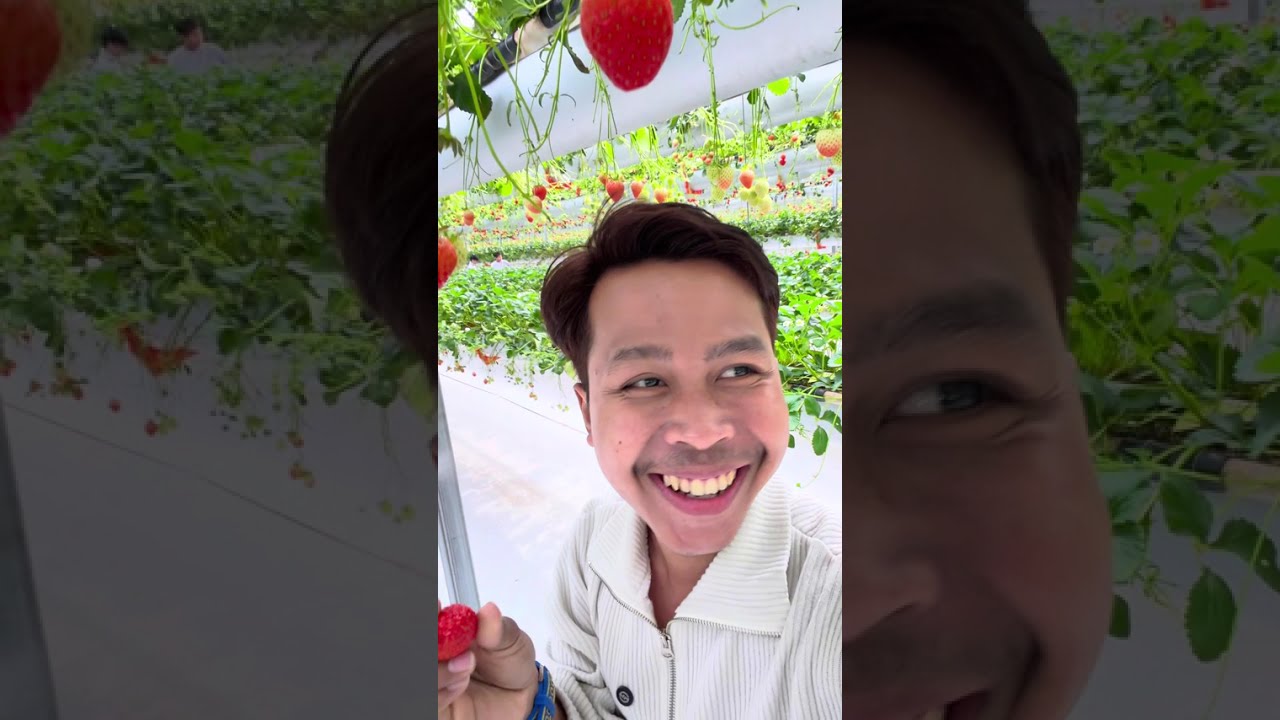 ចំការស្ត្រប័រី🍓នៅកូរ៉េ🇰🇷😂ពូចិត្រFunny 
