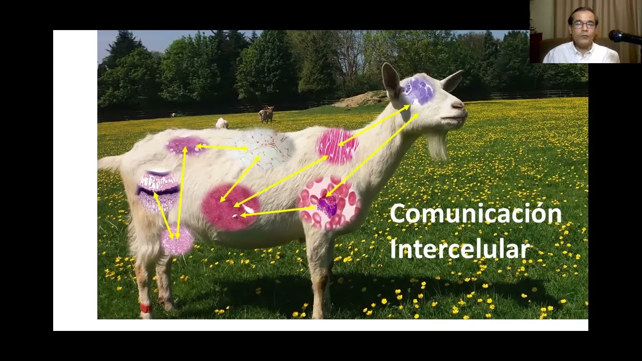 Fisiología del Ciclo Reproductivo de la Hembra Ovina y Caprina