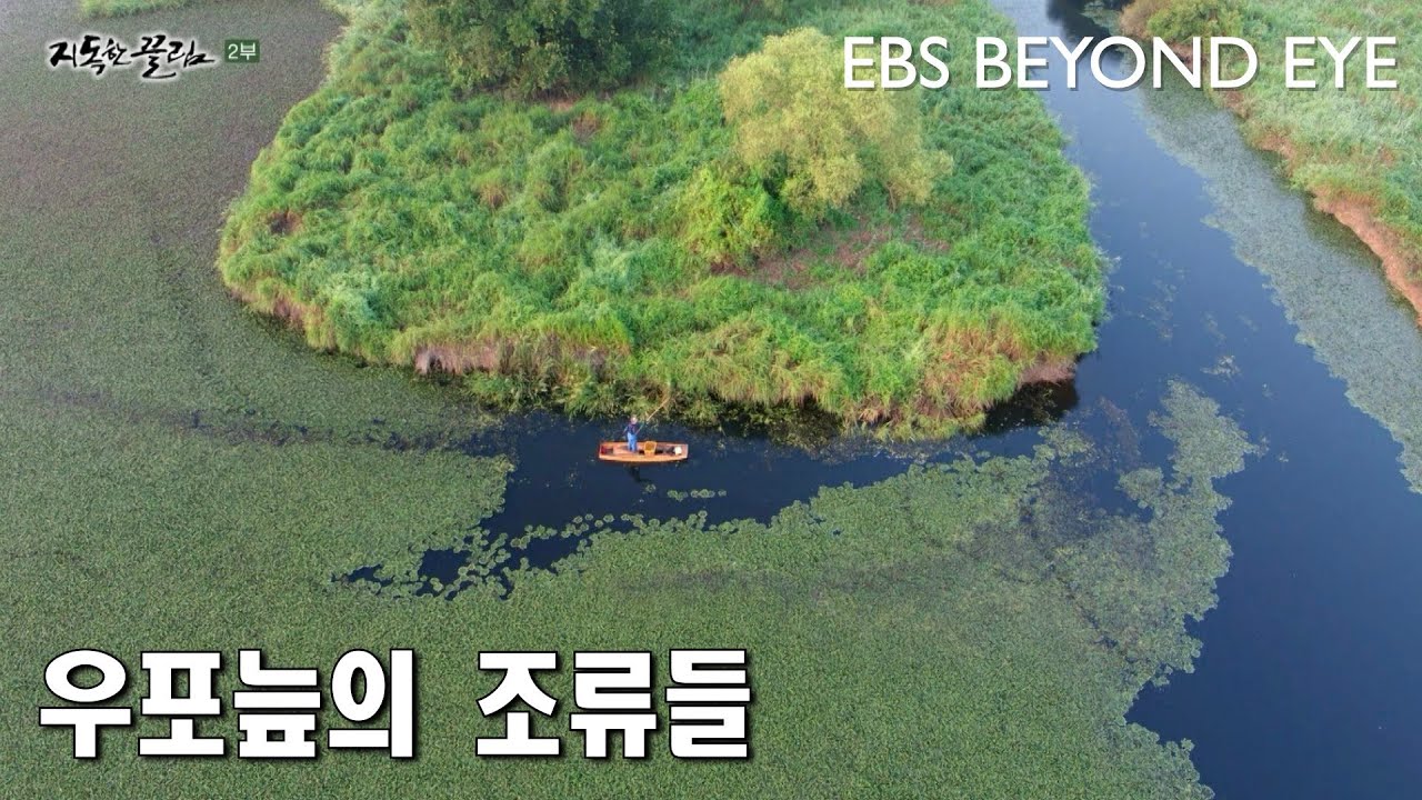 우포늪의 조류들 ㅣ  The birds of the Upo Marsh