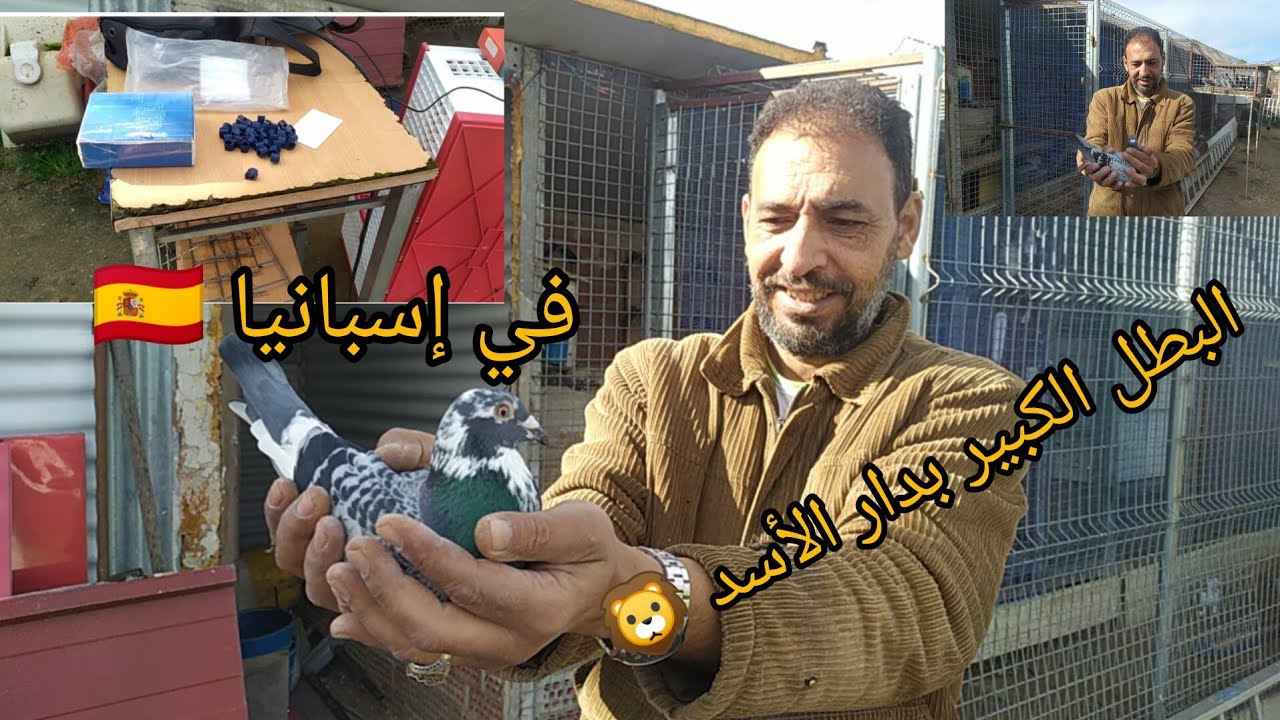 دخل باݣ منتيك للحمام زاجل في إسبانيا 🇪🇦