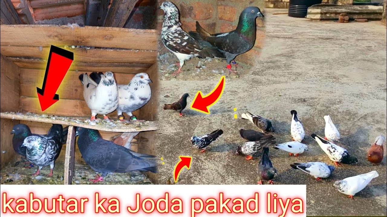 🥰Kabutar ka Joda pakad liya 😍#nk pet vlog ❤️#viral #kabutar pakda