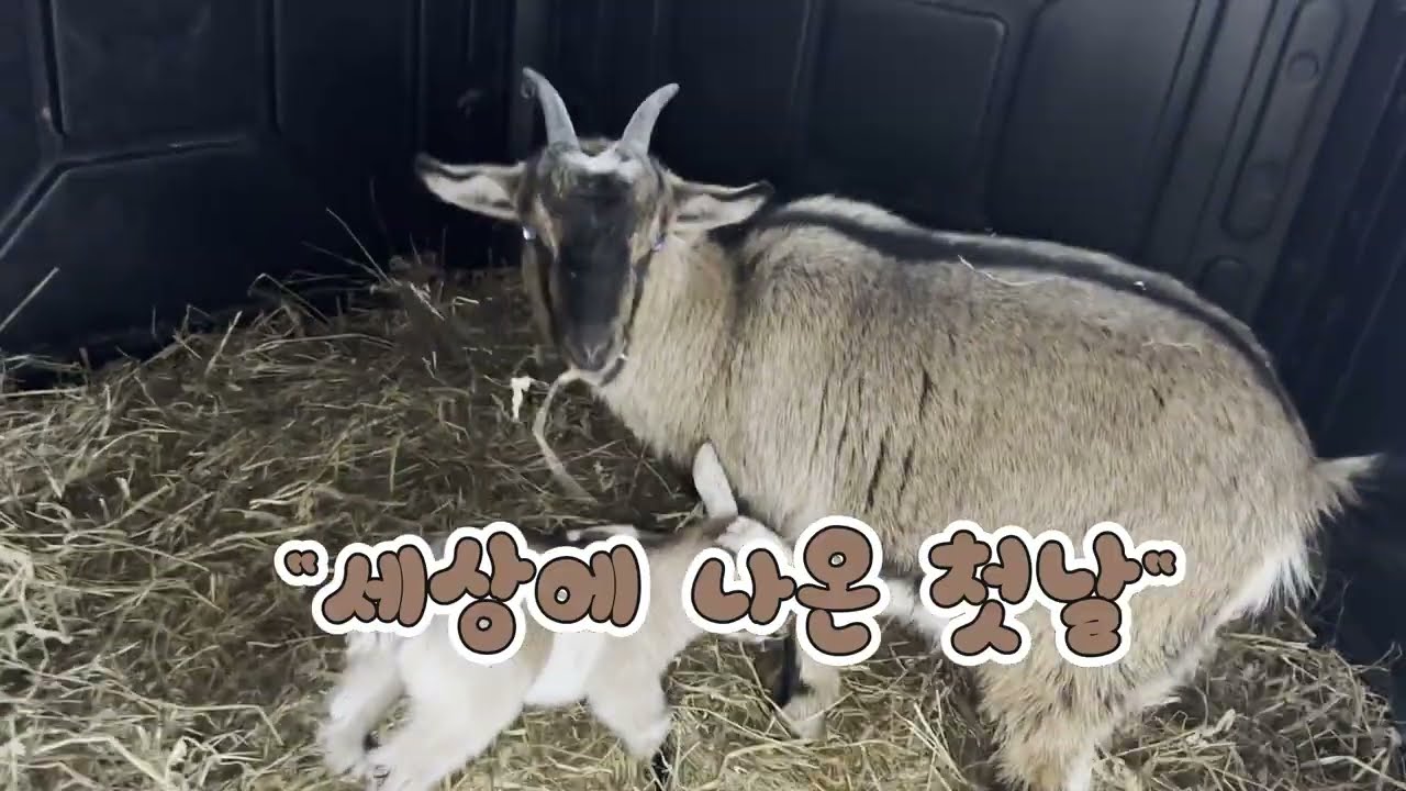 세상에 나온 첫날/아기 염소/The first day in the world/Baby Goat