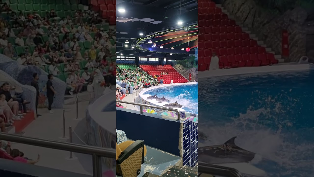 Dolphin & Seal Show - Dubai Dolphinarium | UAE