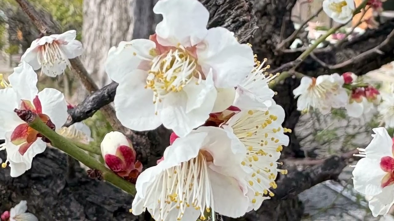 白梅の花言葉「気品」「上品」　　　　　　　　　　　　　　癒しの花と音楽