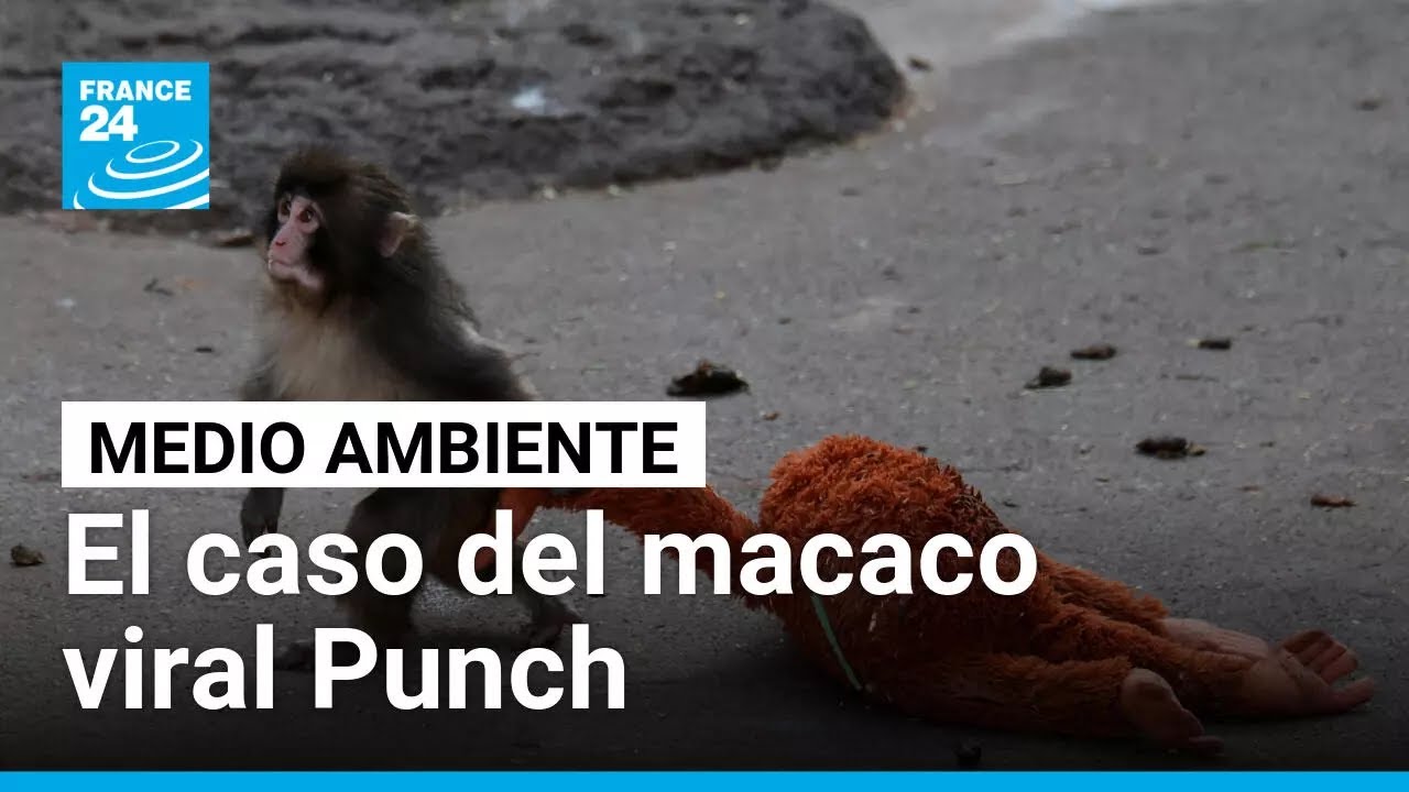 Punch: las razones por las que el macaco enternece al mundo con su peluche • FRANCE 24 Español