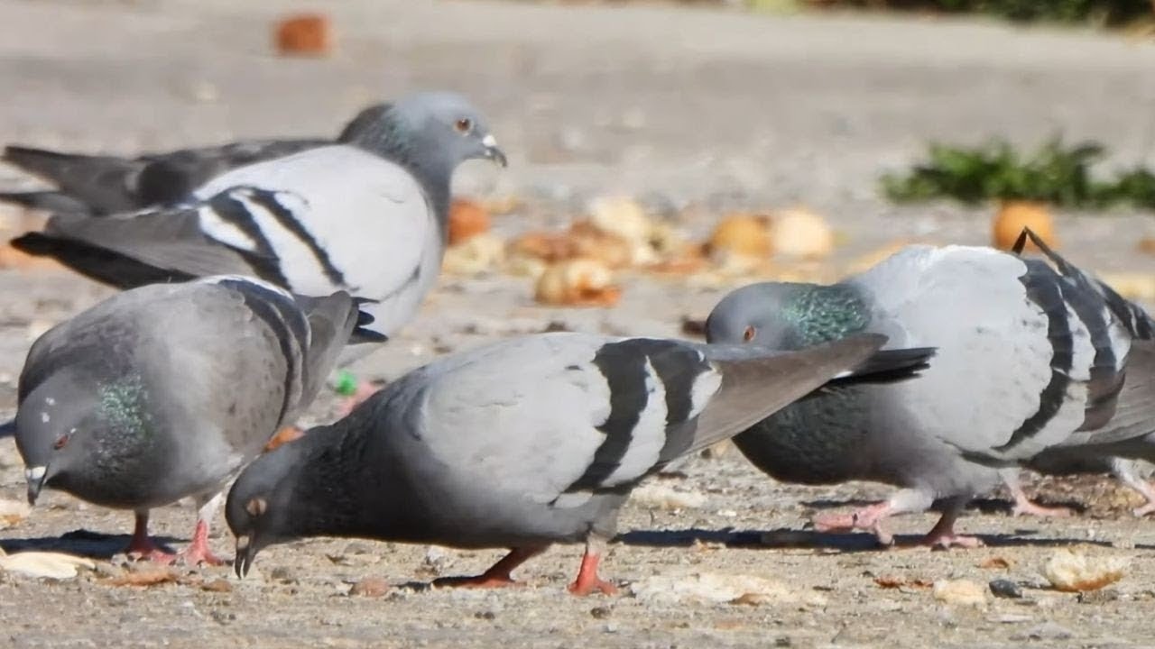 Pigeons Having Breakfast on a Sunny Saturday | Relaxing Bird Moments #4knature #animalvideos 