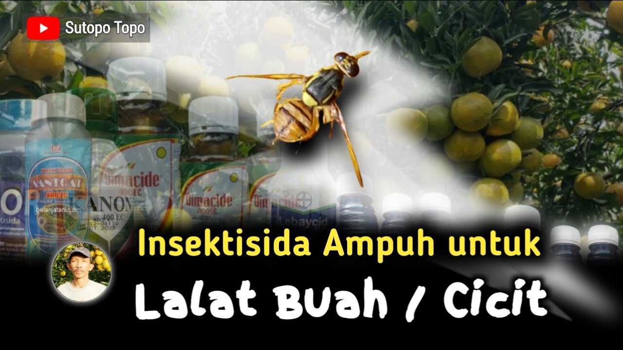 INSEKTISIDA UNTUK PENGENDALIAN LALAT BUAH DI NEGARA TERBESAR PENGHASIL JERUK