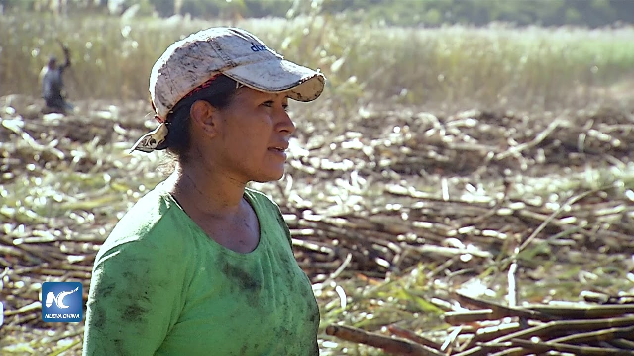 Mujeres en las largas jornadas de zafra de caña en el Salvador