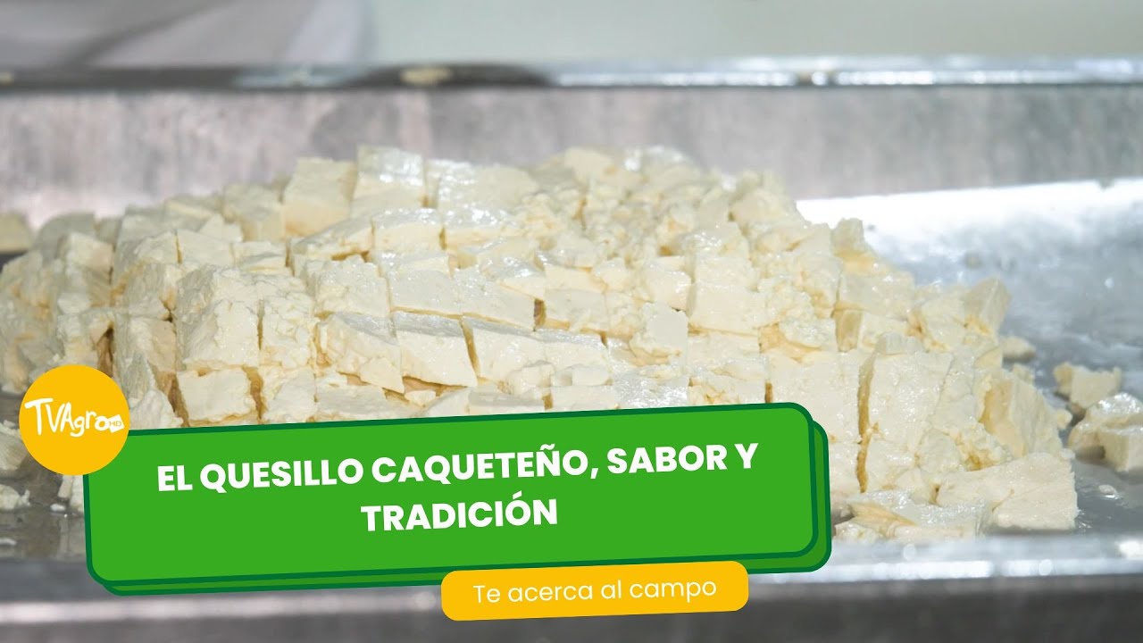 El Quesillo Caqueteño, sabor y tradición - TvAgro por Juan Gonzalo Angel Restrepo